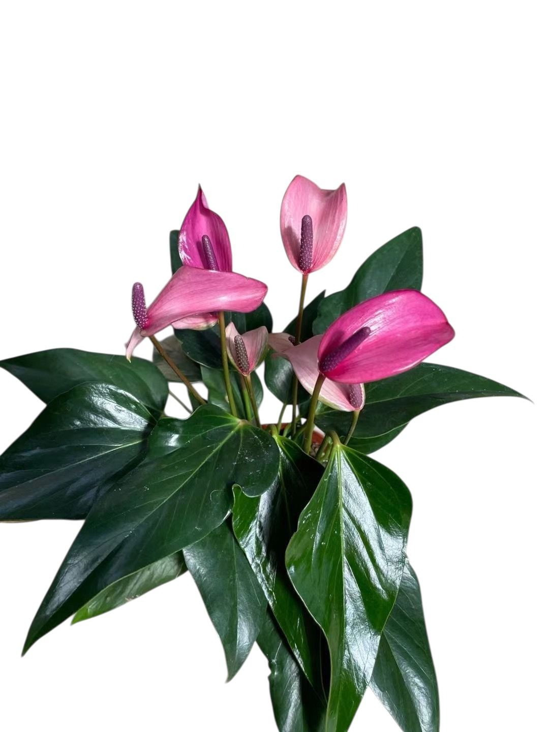 Anthurium Purple