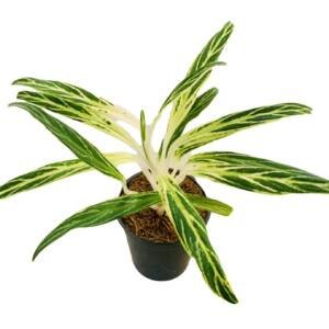 Aglaonema ‘Rice’