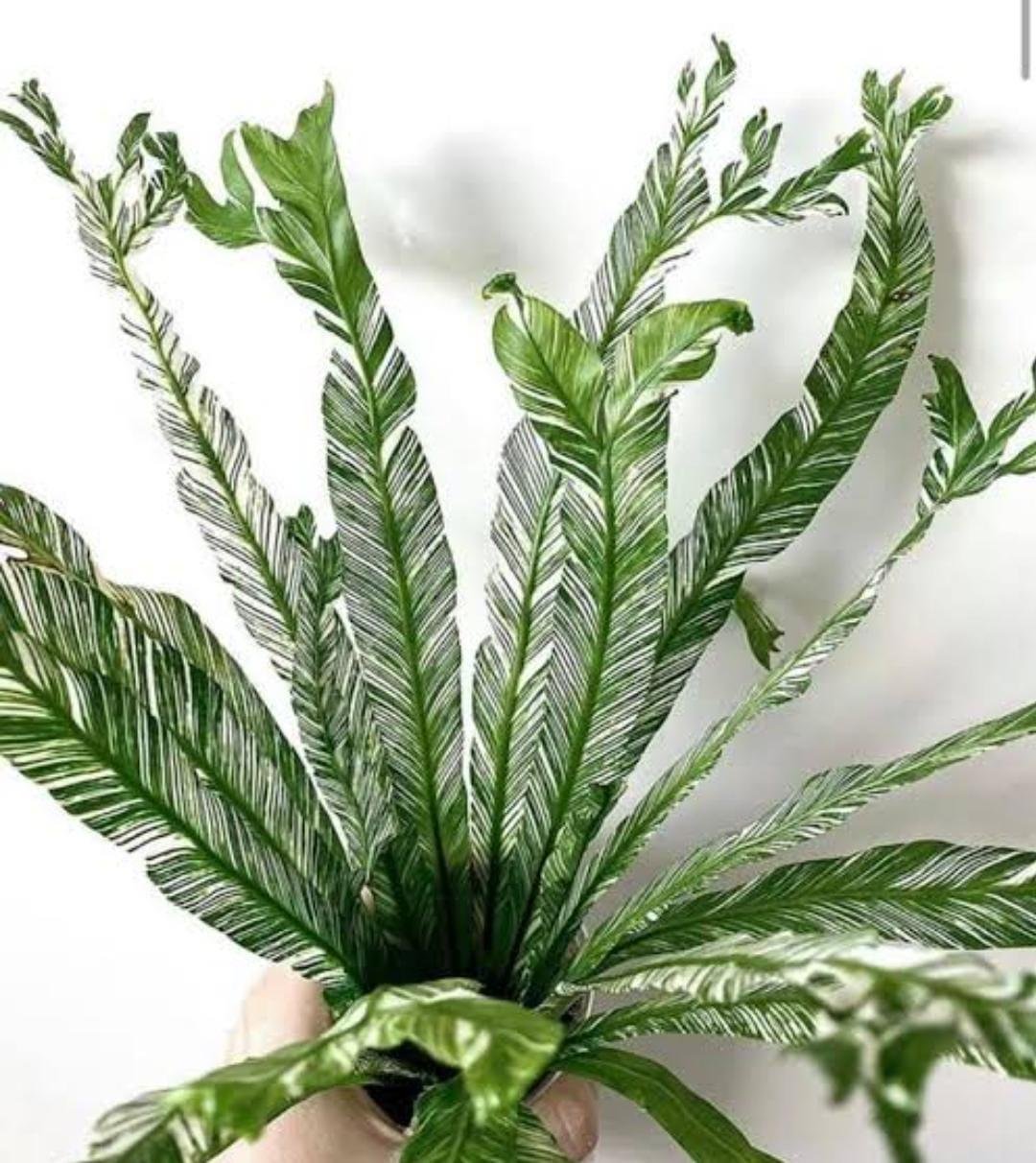 Bird’s Nest Fern (Variegated)