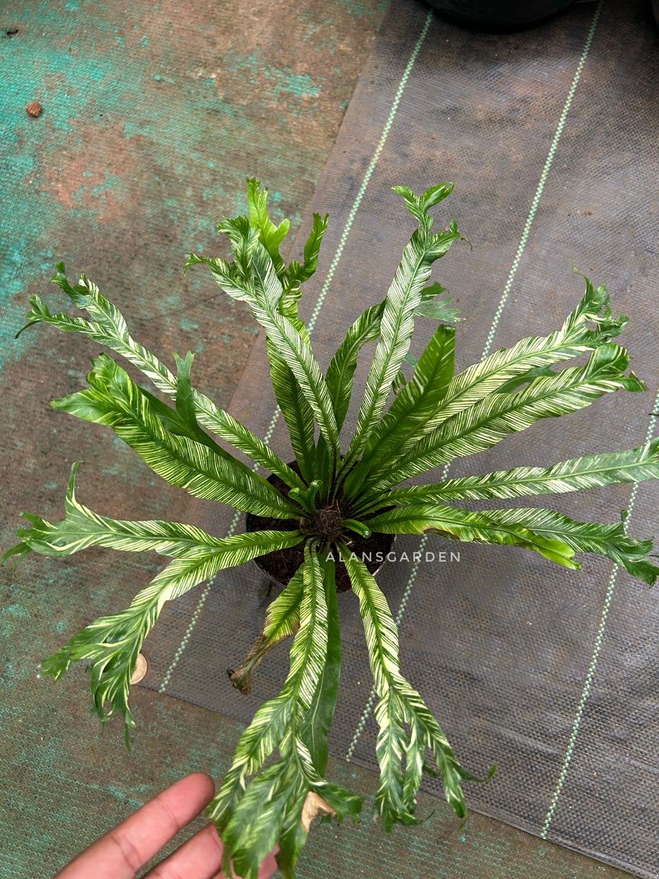 Bird’s Nest Fern (Variegated) - Image 2