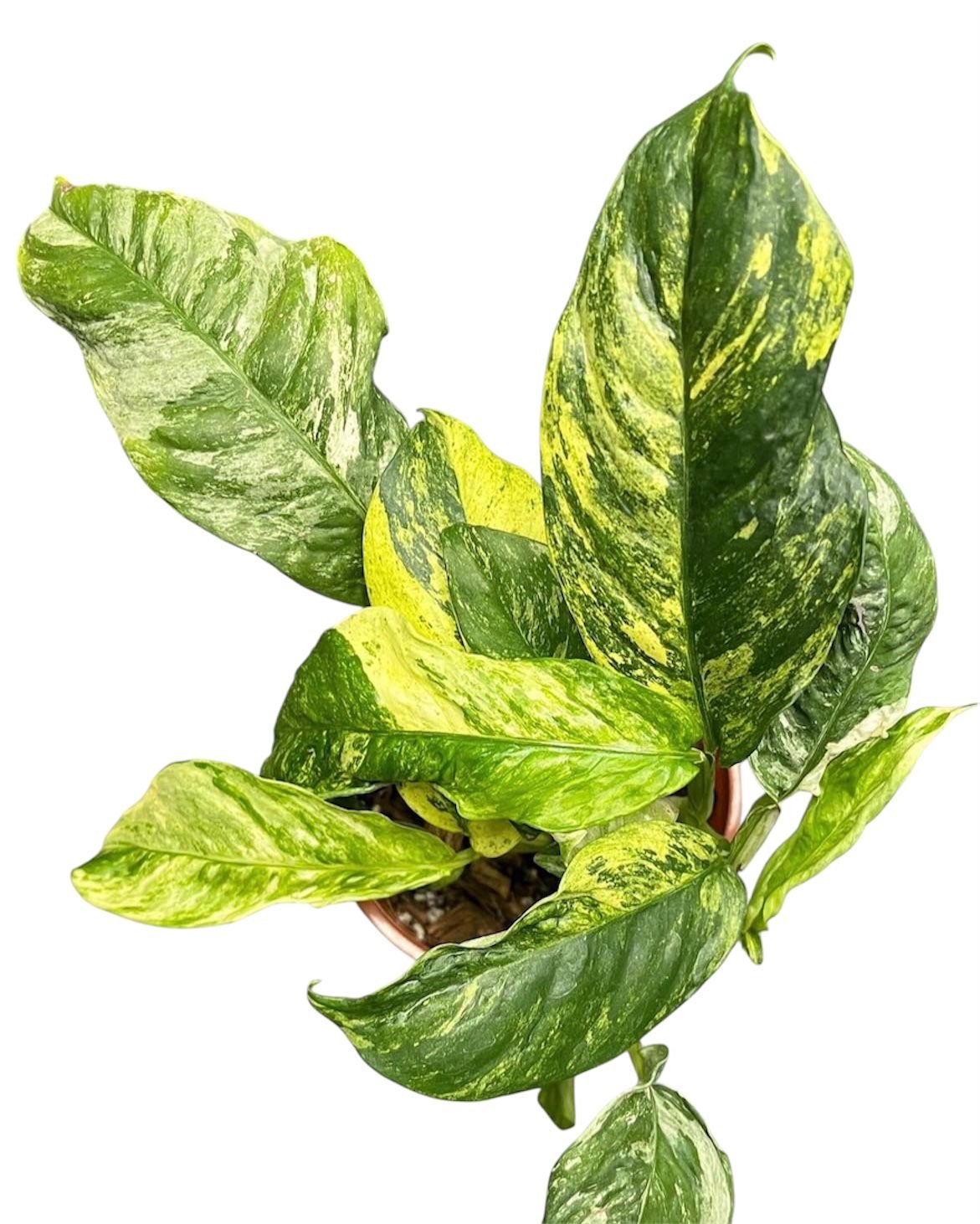 Raphidophora Puberula Variegated