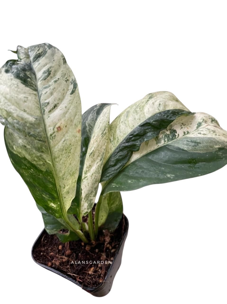 Raphidophora Puberula Variegated - Image 2