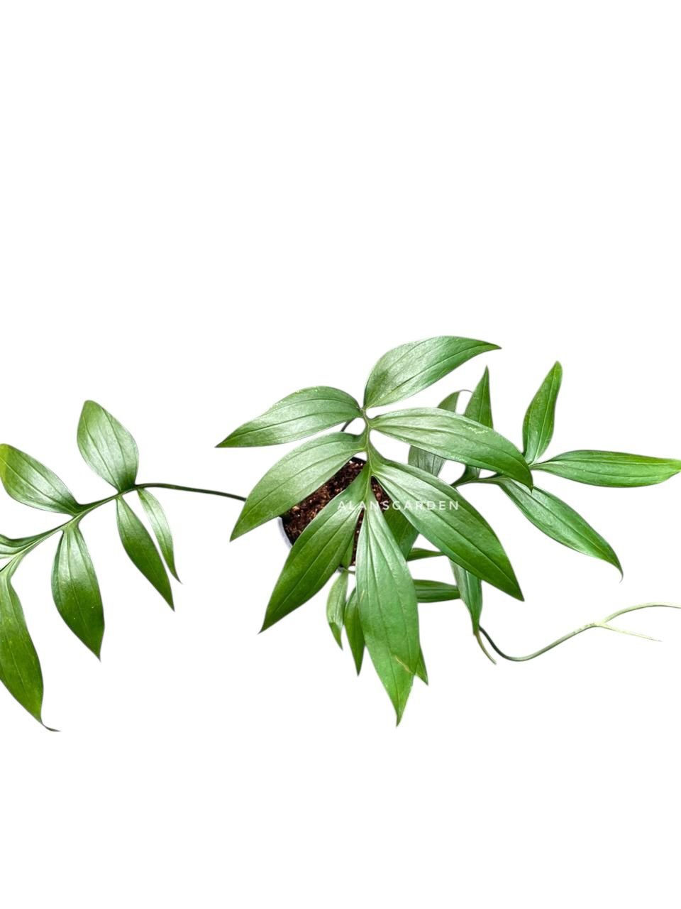 Monstera Subpinnata - Image 2