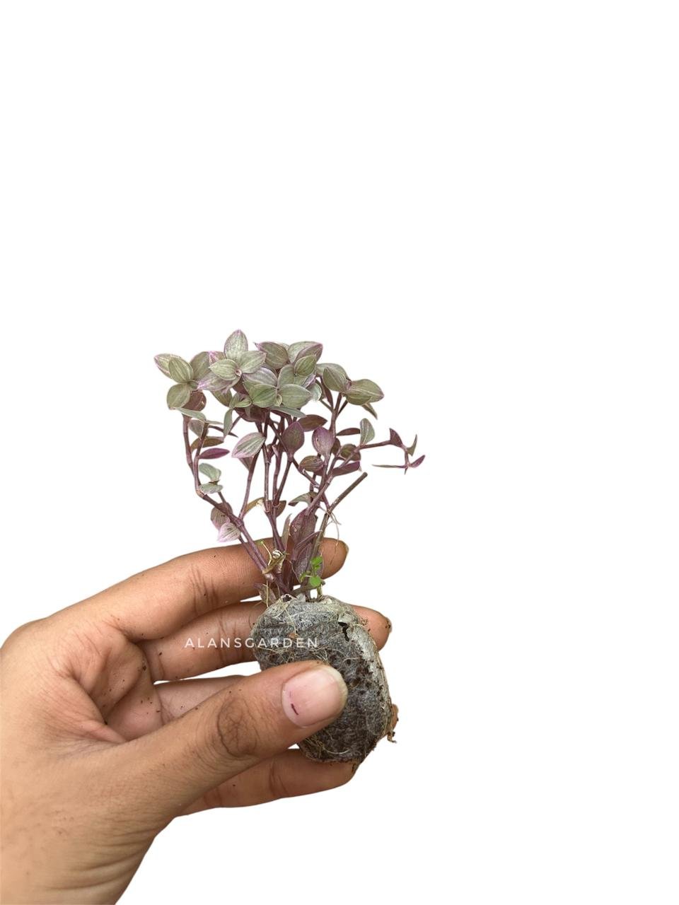 Pink Lady Hanging Plant - Tradescantia ‘Pink Lady - Image 2