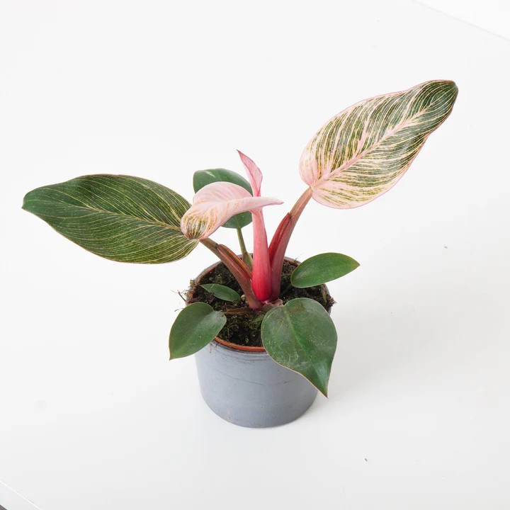 Philodendron Pink Birkin