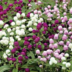 Vadamalli (Globe Amaranth) – Seed