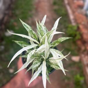 Variegated Peace Lily (Spathiphyllum Variegata)
