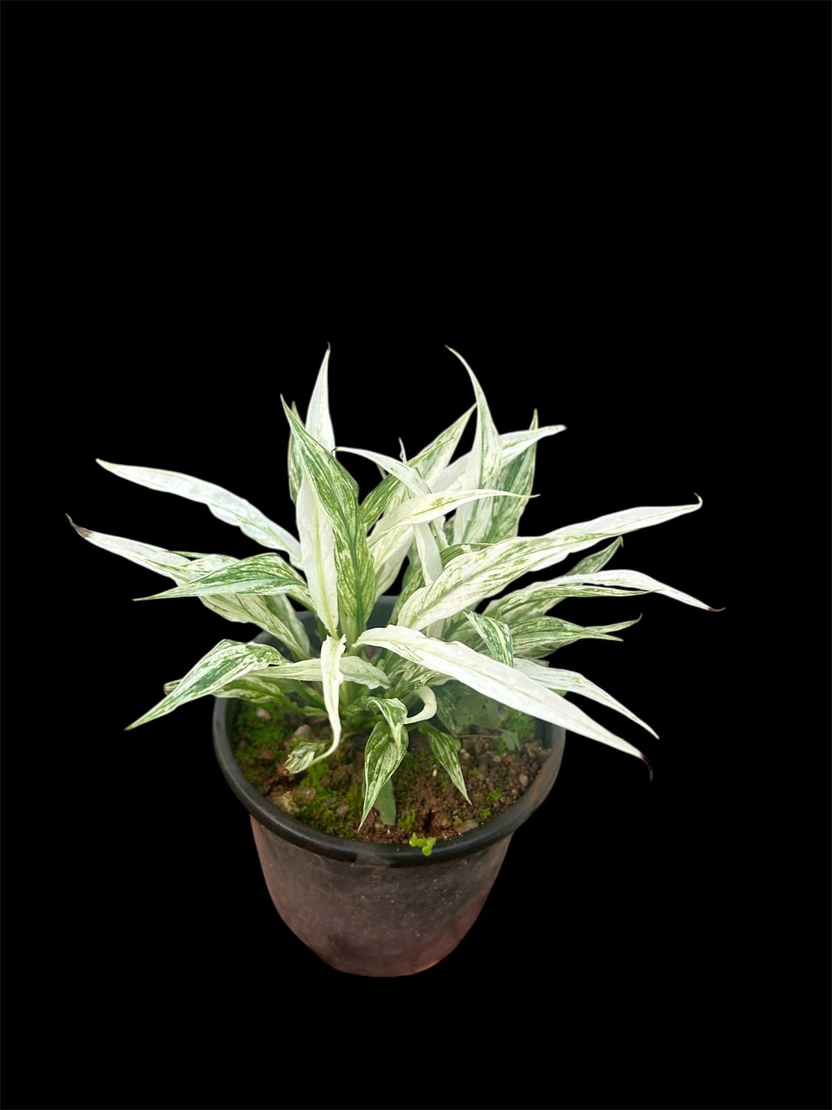 Variegated Peace Lily (Spathiphyllum Variegata) - bushy pot - Image 2