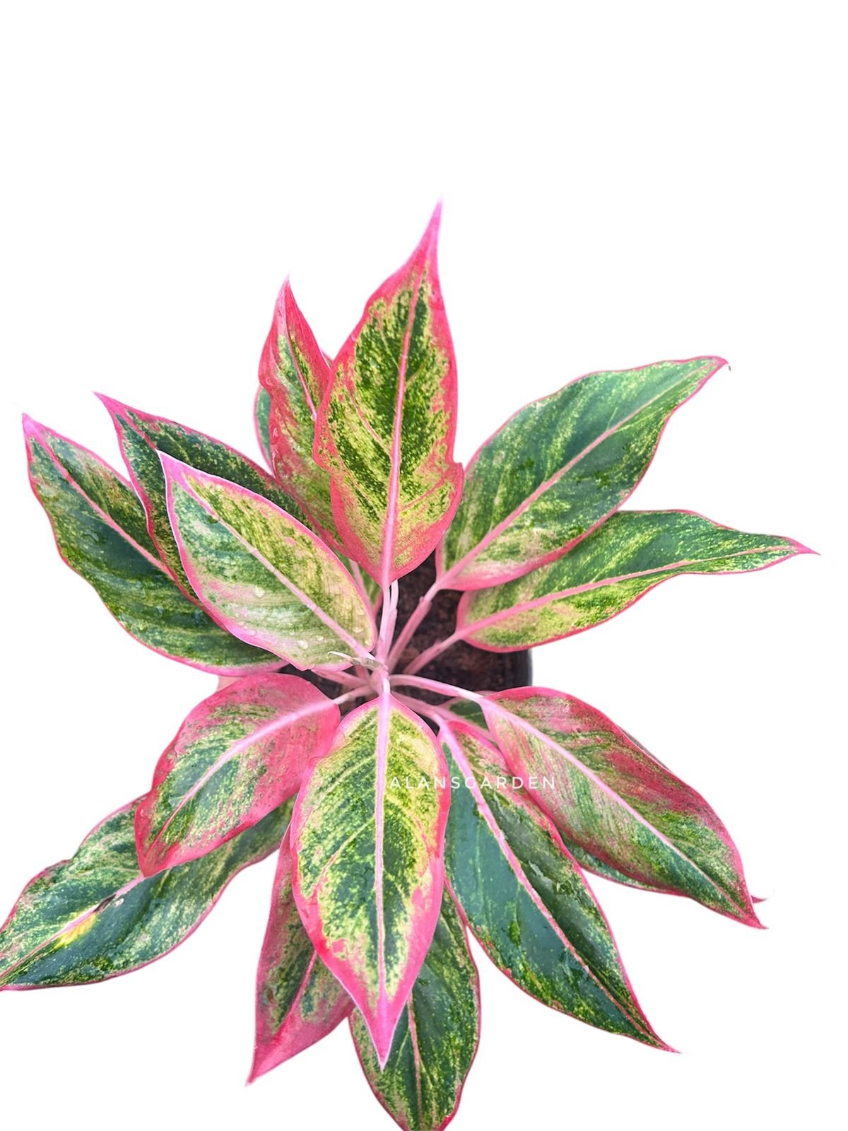 Aglaonema Siam Aurora