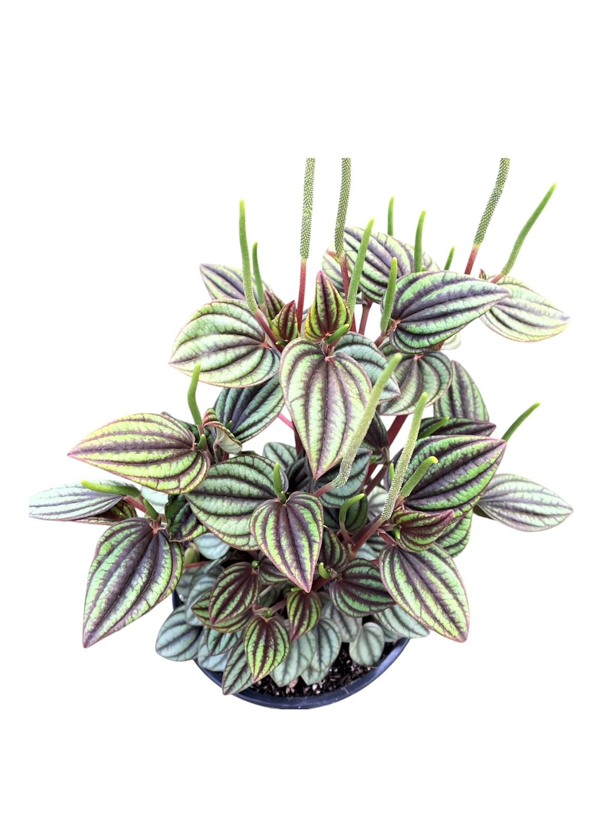 Peperomia Piccolo Banda