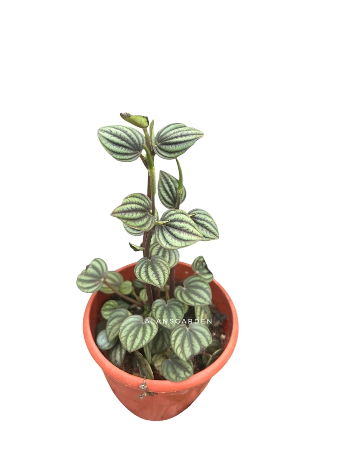 Peperomia Piccolo Banda - Image 2