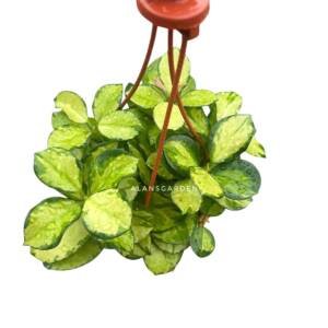 Hoya Lisa (Variegated Hoya australis ‘Lisa’) - Bushy Pot