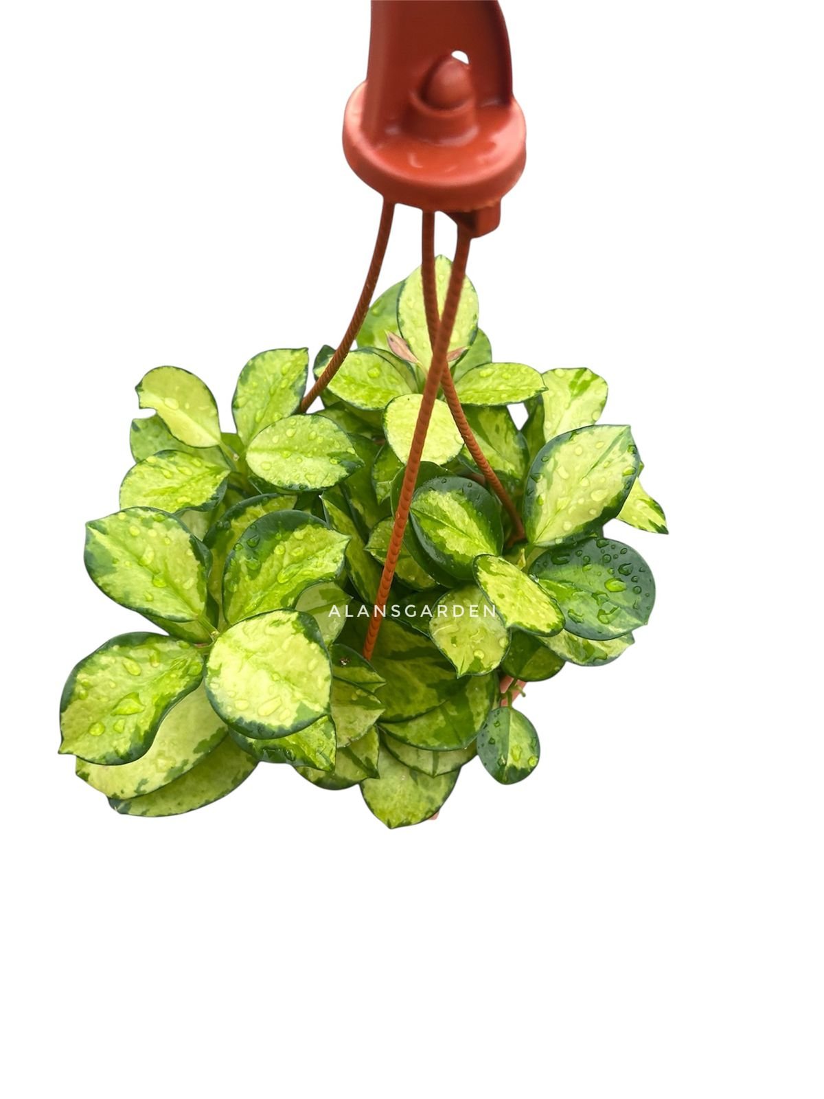 Hoya Lisa (Variegated Hoya australis ‘Lisa’) - Bushy Pot