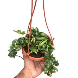 Hoya Hindu Rope (Krinkle Curl)
