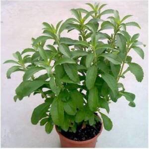 Sweet Tulasi (Sweet Basil)