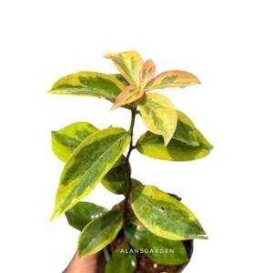 Lemon Vine Variegated (Aureus / Variegated Lemon Vine)