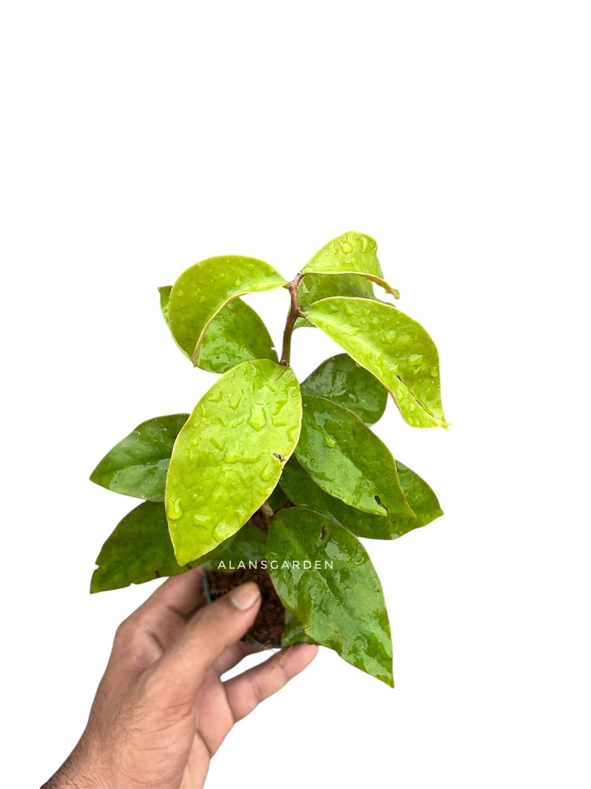 Pereskia aculeata , Lemon Vine - Image 2