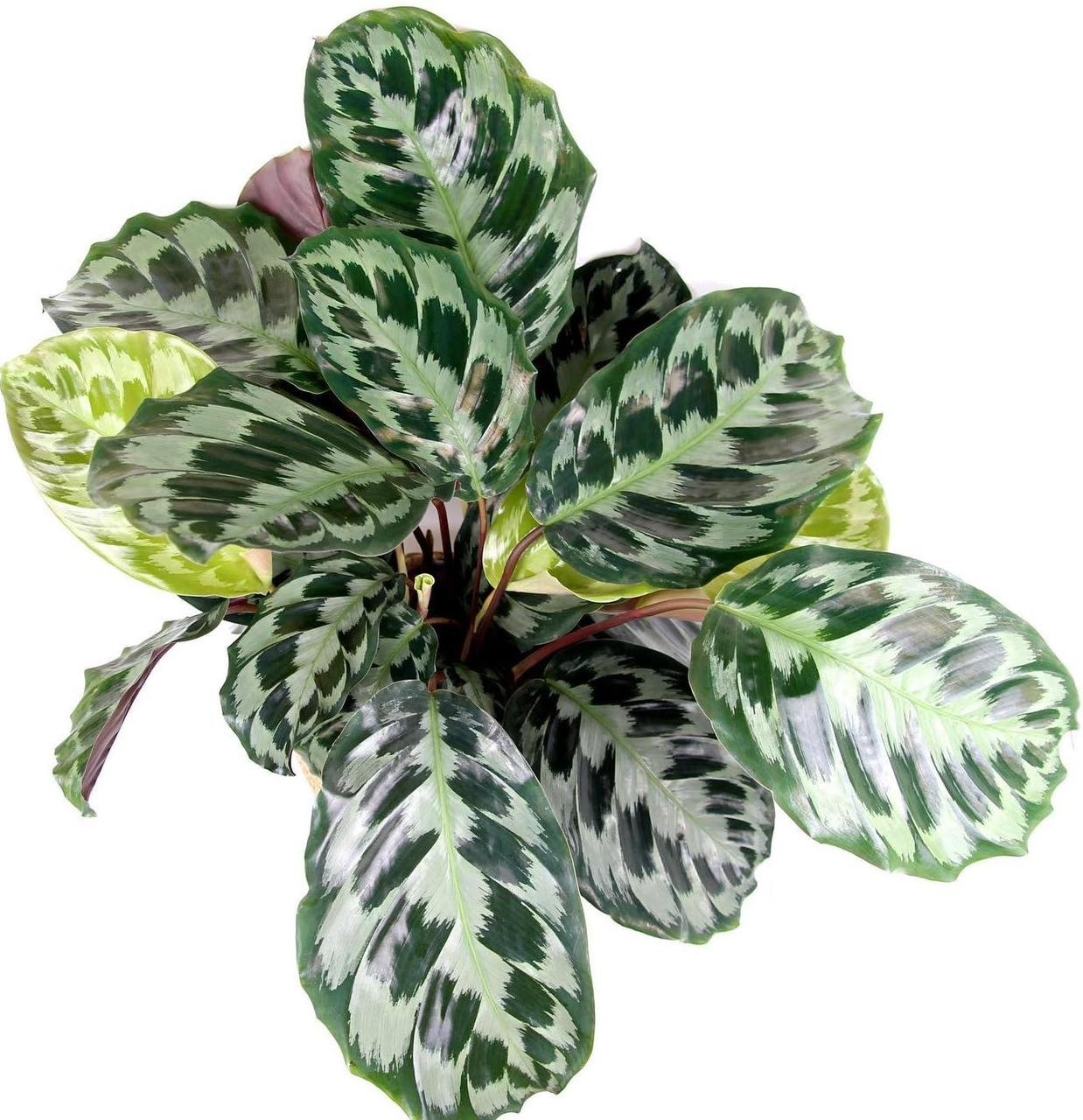 Calathea ‘Helen Kennedy’