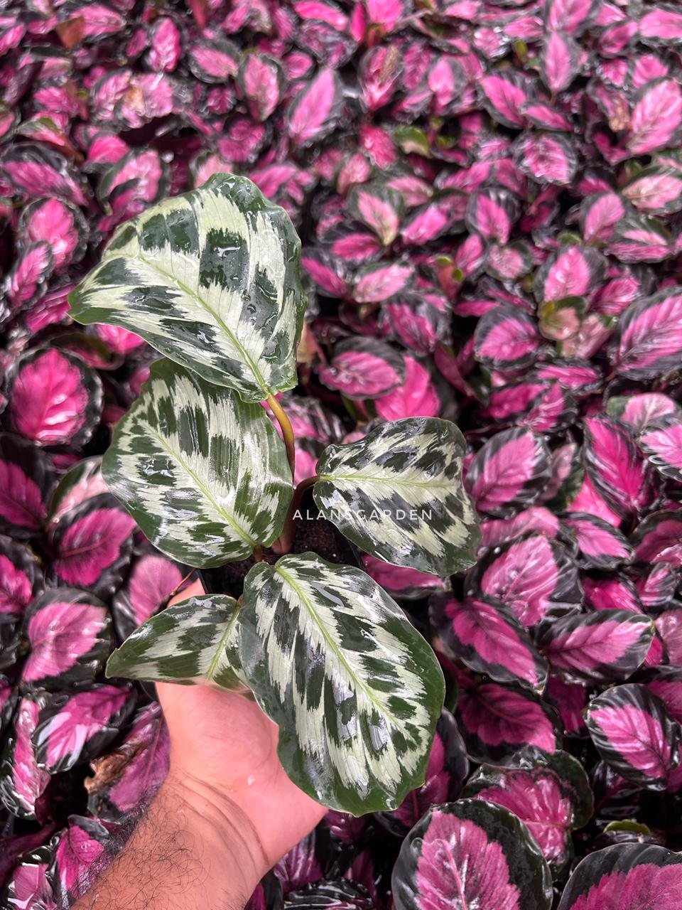 Calathea ‘Helen Kennedy’ - Image 2