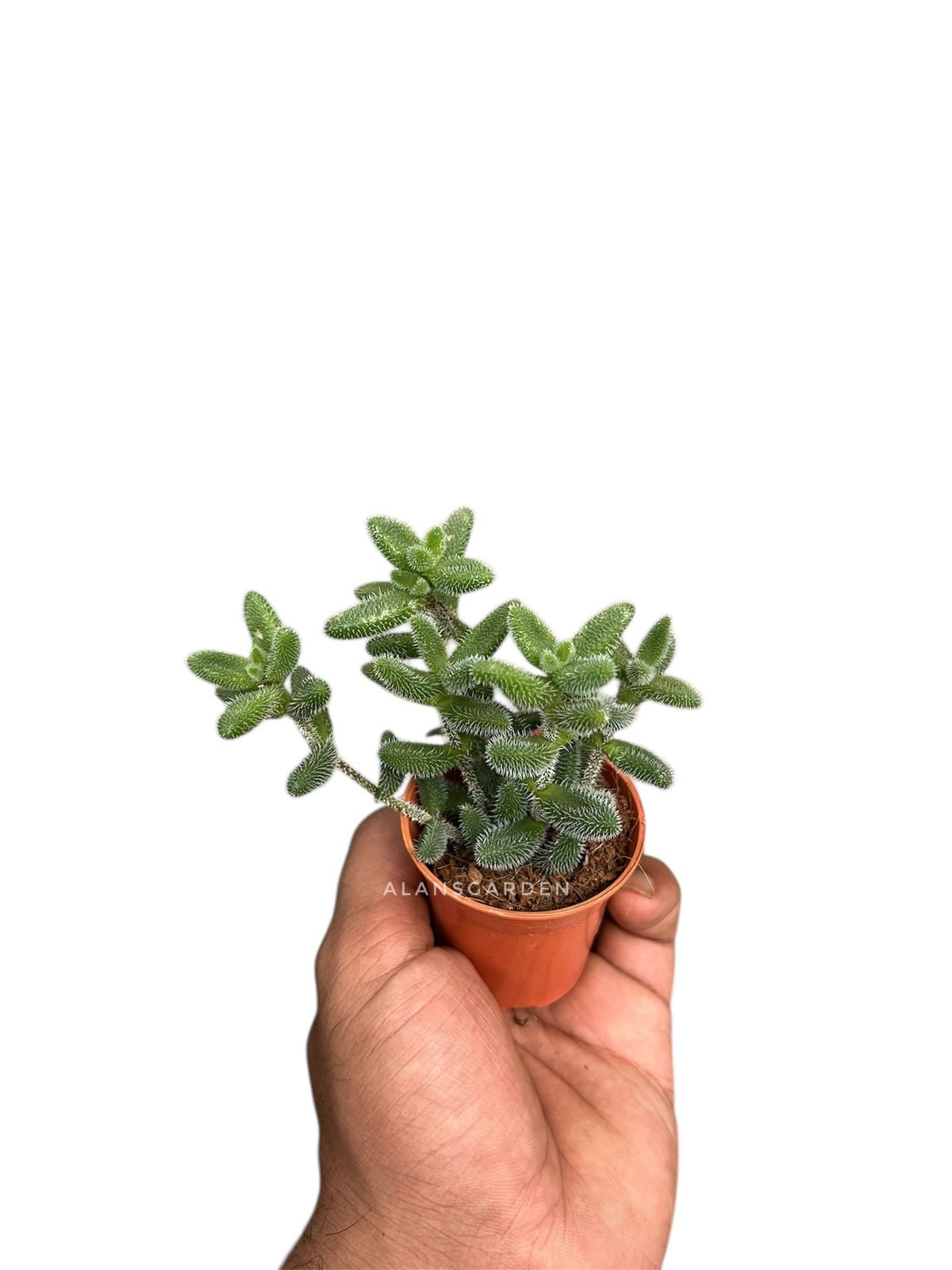 Delosperma Echinatum - Image 2