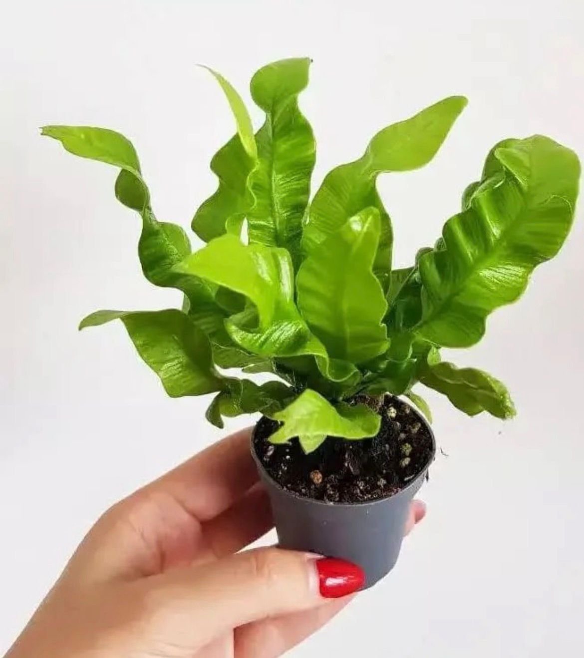 Bird’s Nest Fern