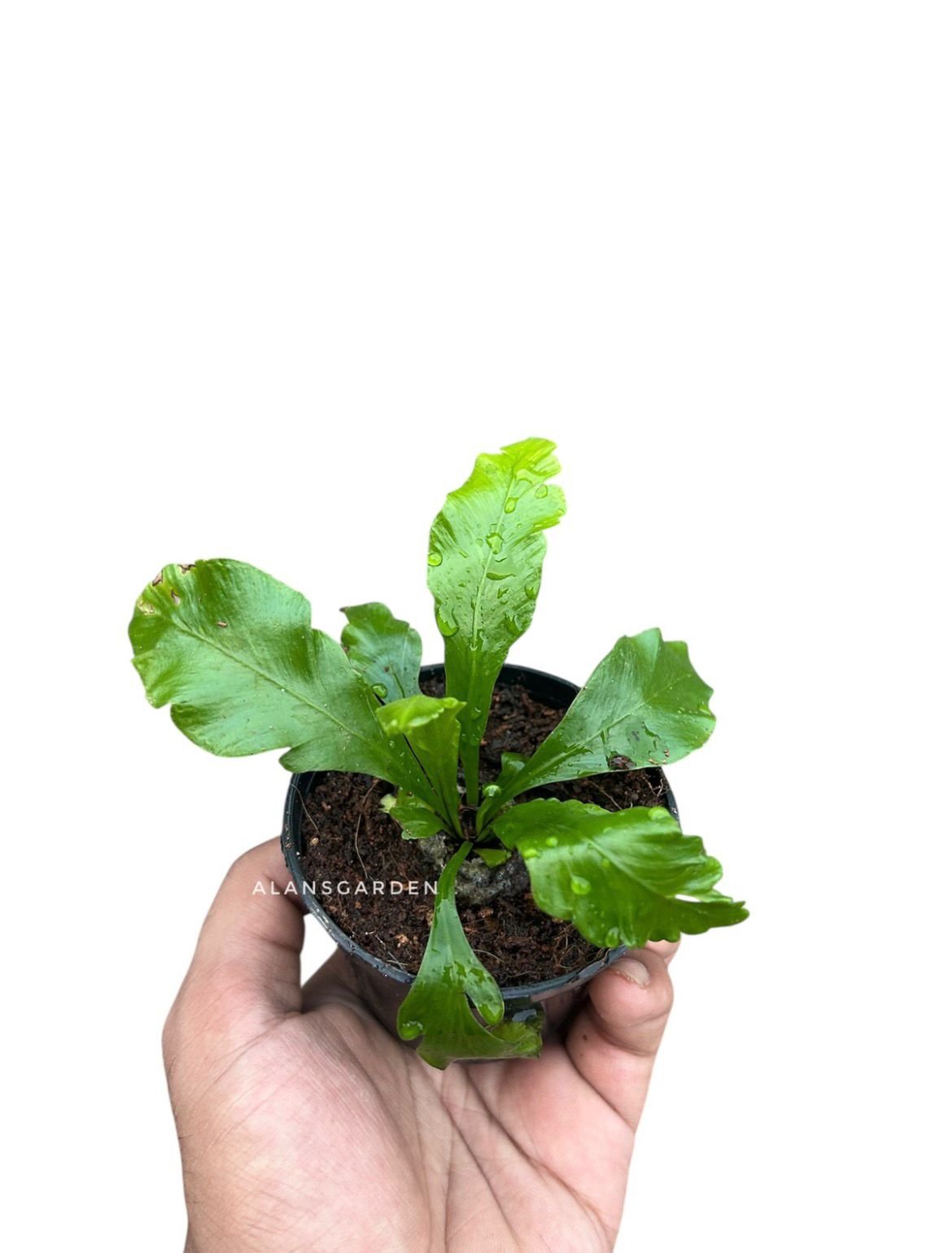 Bird’s Nest Fern - Image 2