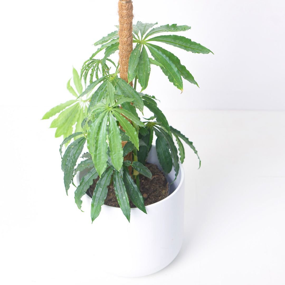 Anthurium polyschistum