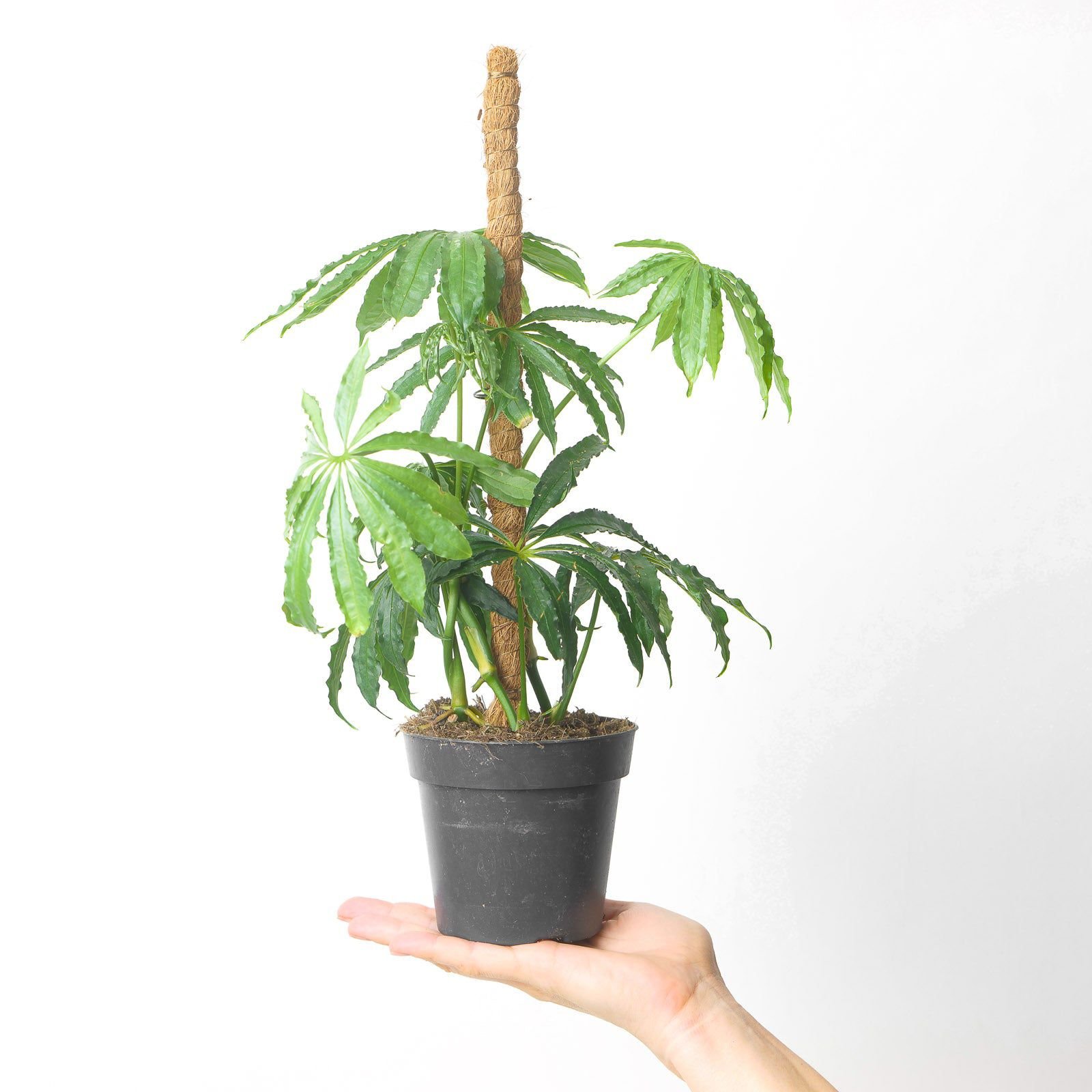 Anthurium polyschistum - Image 3