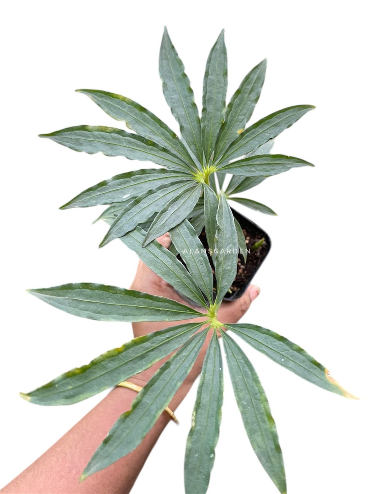 Anthurium polyschistum - Image 4