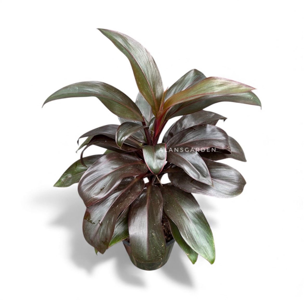 Dracaena Brown