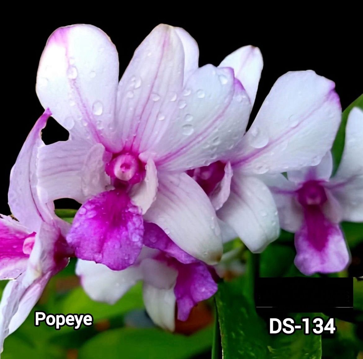 Dendrobium Orchids (popeye) - DS 134