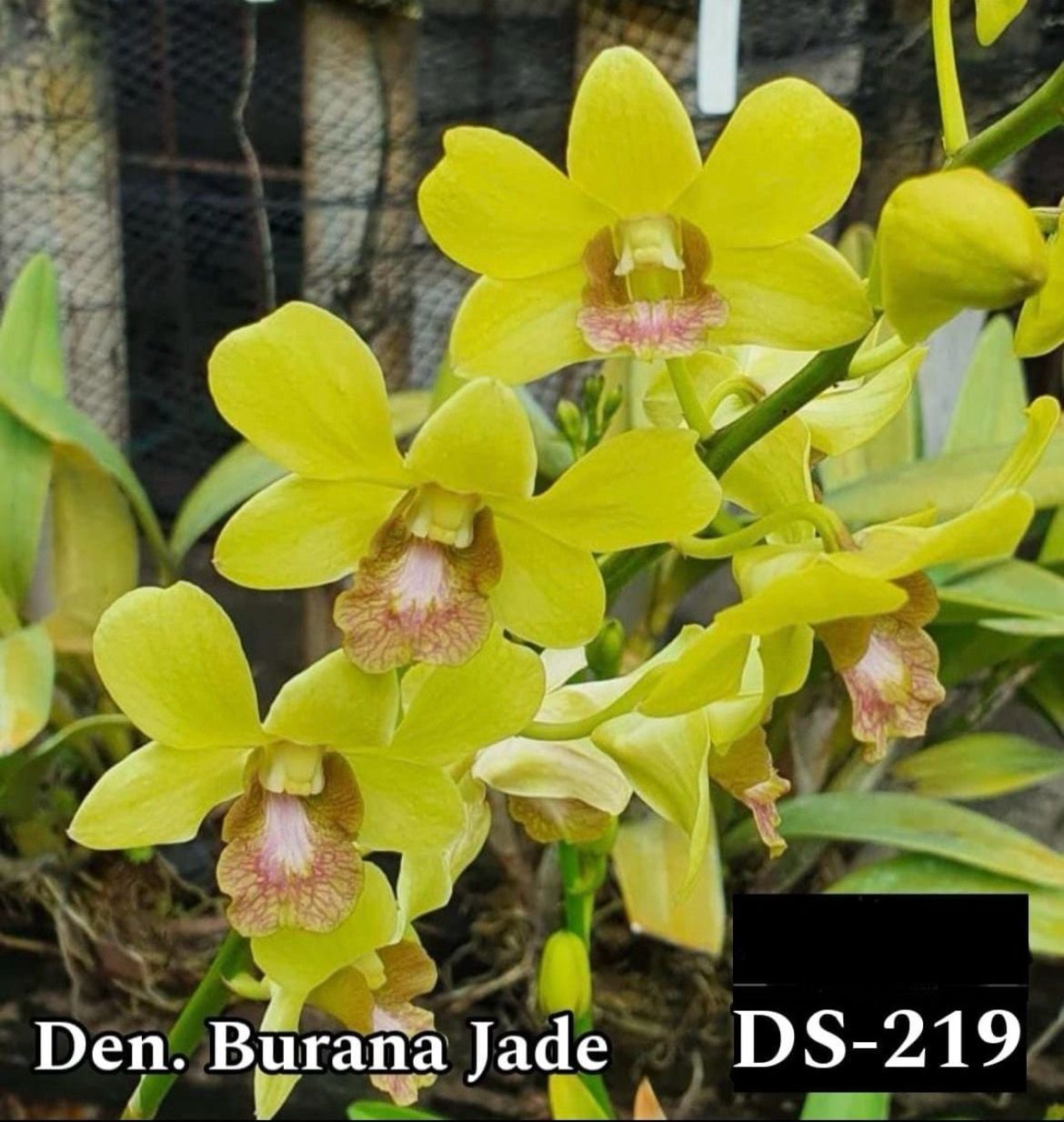 Dendrobium Orchid (burana jade) - DS 219