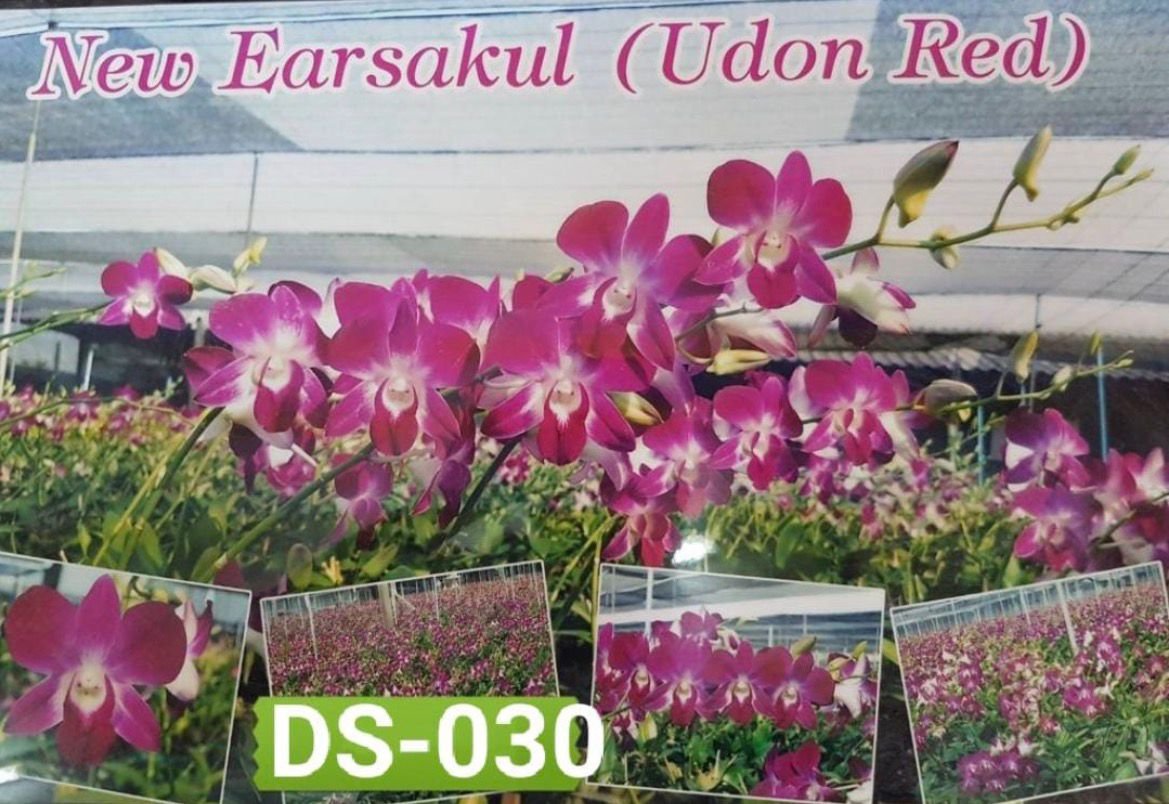 Dendrobium Orchids (New Earsakal Udon Red) - DS 030
