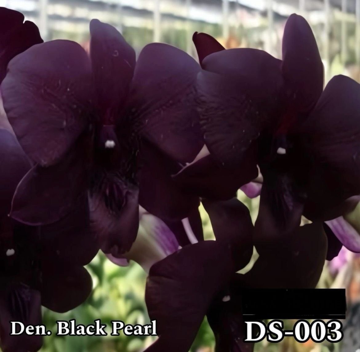 Dendrobium Orchid (black Pearl) - DS 003