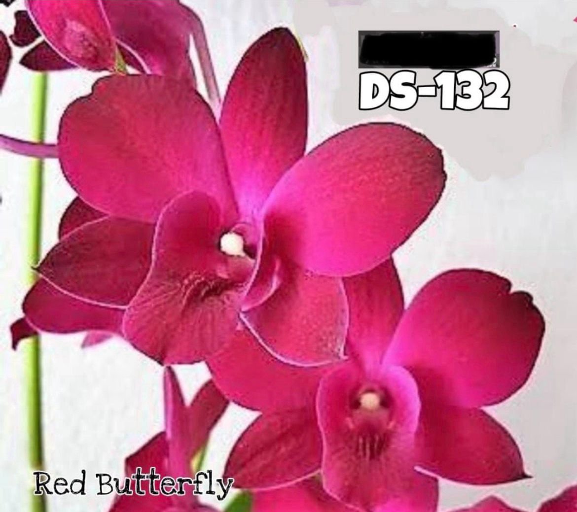 Dendrobium Orchids (Red Butterfly) DS - 132