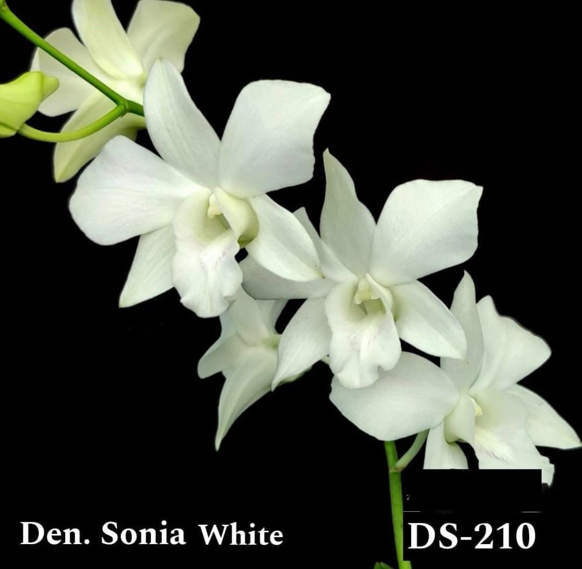 Dendrobium orchids (Soniya White) DS - 210