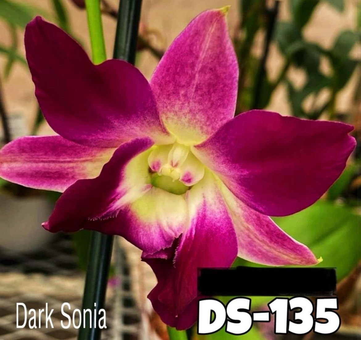 Dendrobium Orchid (Dark Sonia) DS - 135