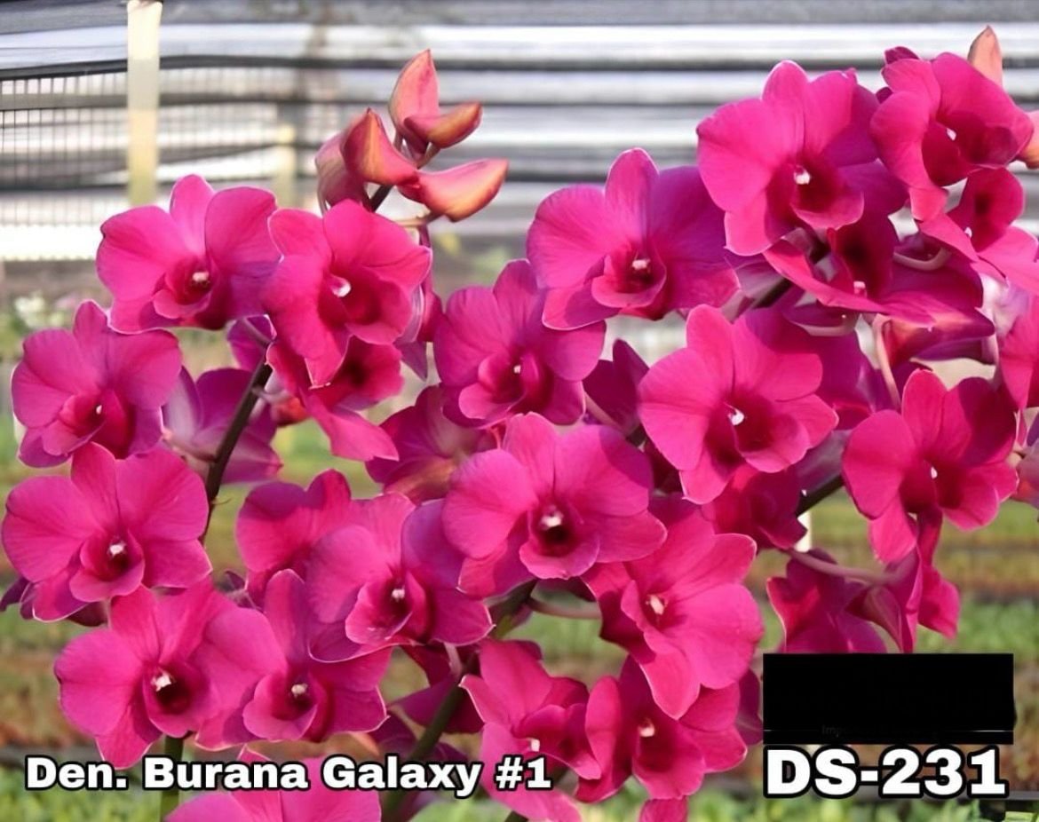 Dendrobium Orchid (Burana Galaxy) DS - 231