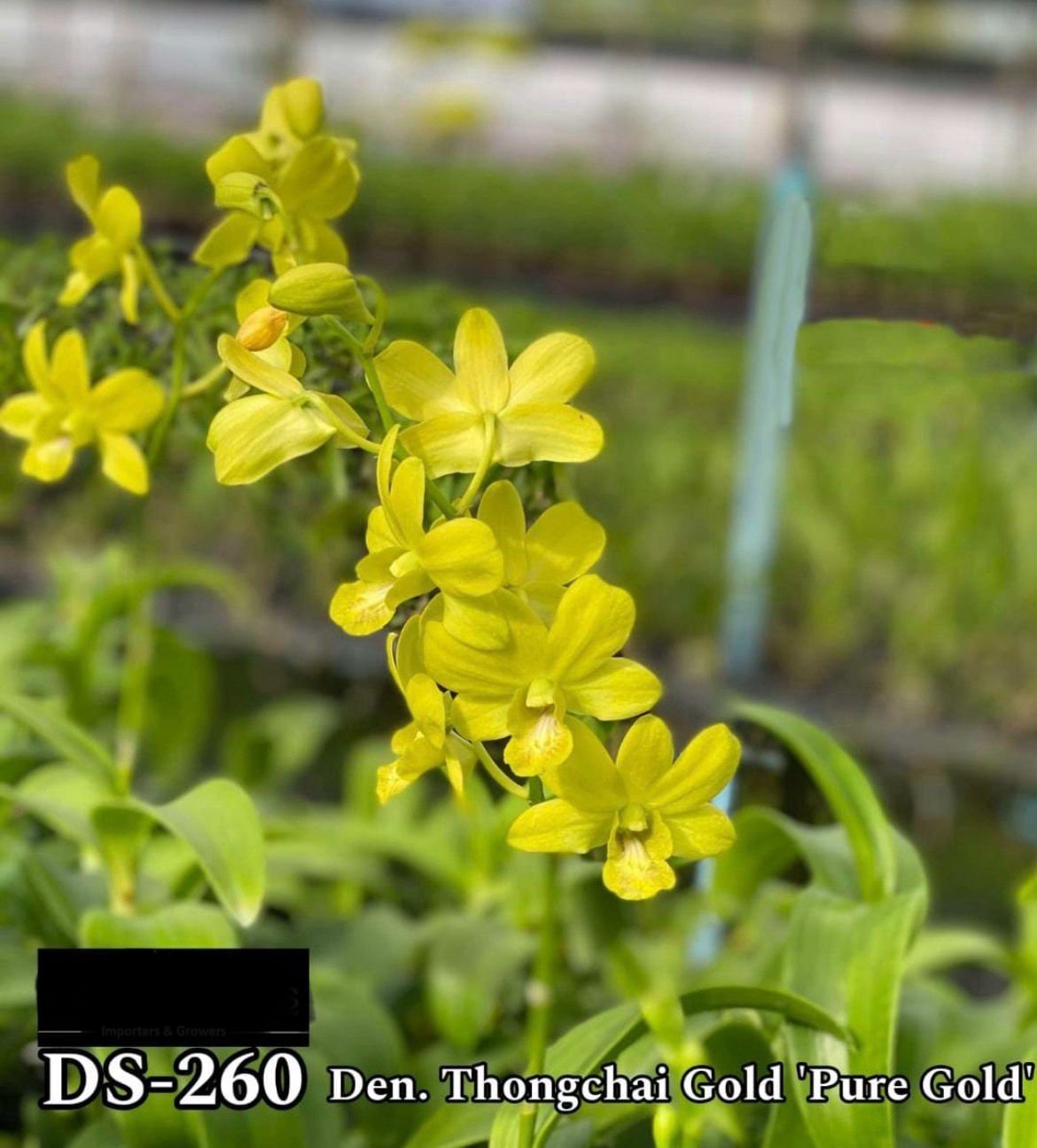 Dendrobium Orchid - DS 260