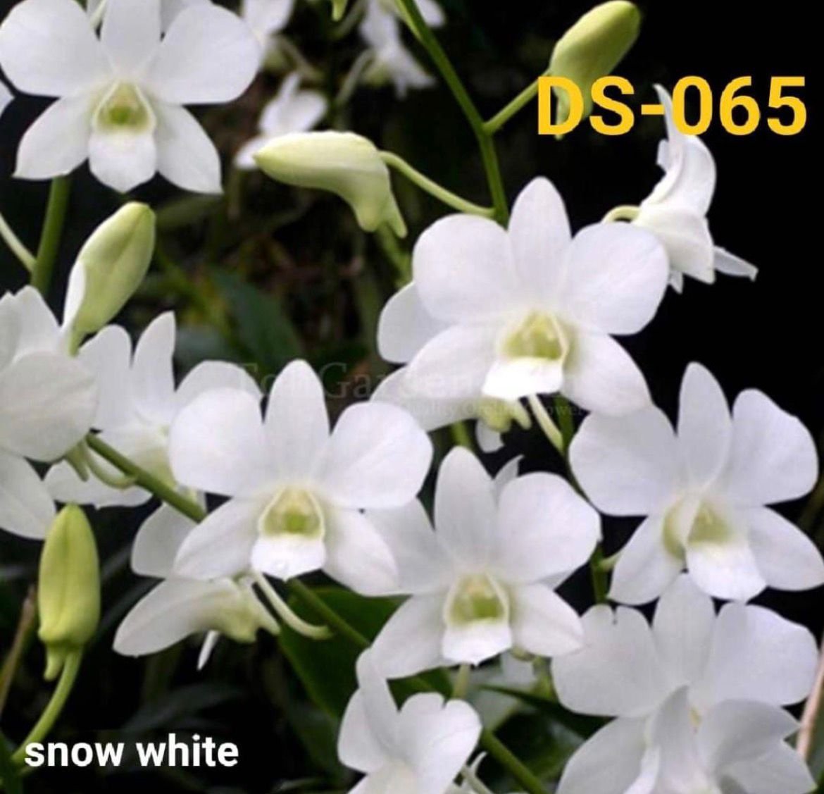 Dendrobium Orchid (Snow White) DS - 065
