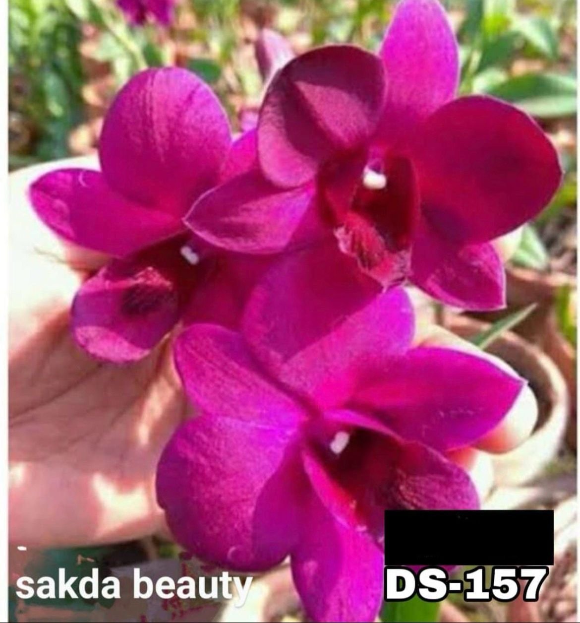 Dendrobium Orchid (sakda Beauty) - DS 157