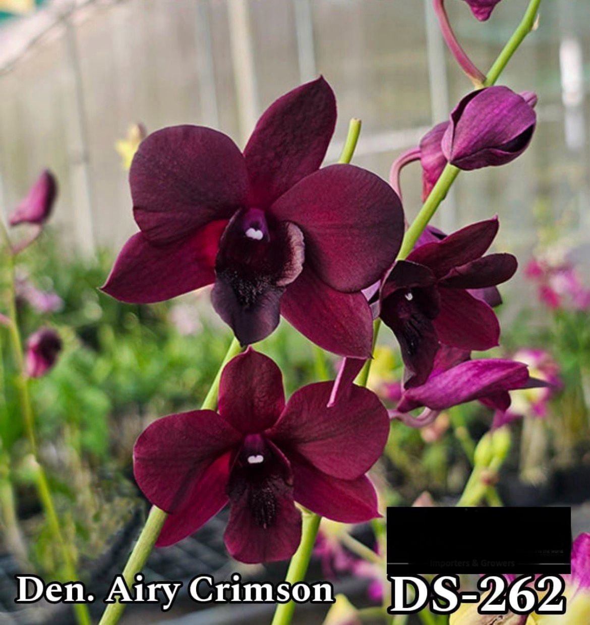 Dendrobium Orchid ( Airy Crimsom ) - DS 262