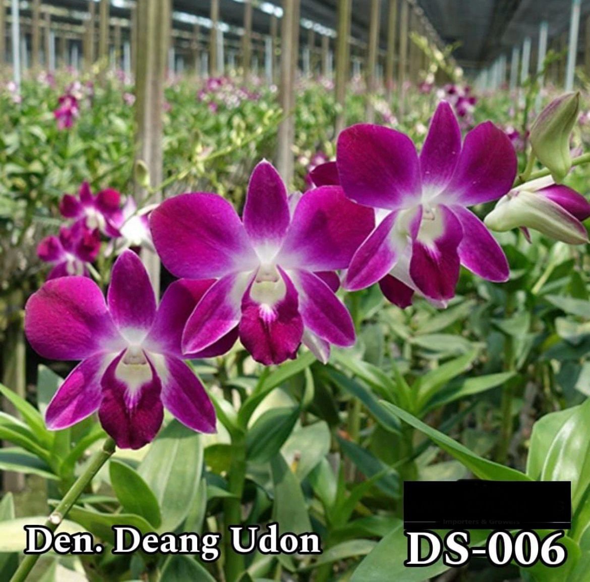 Dendrobium Orchid - DS 006