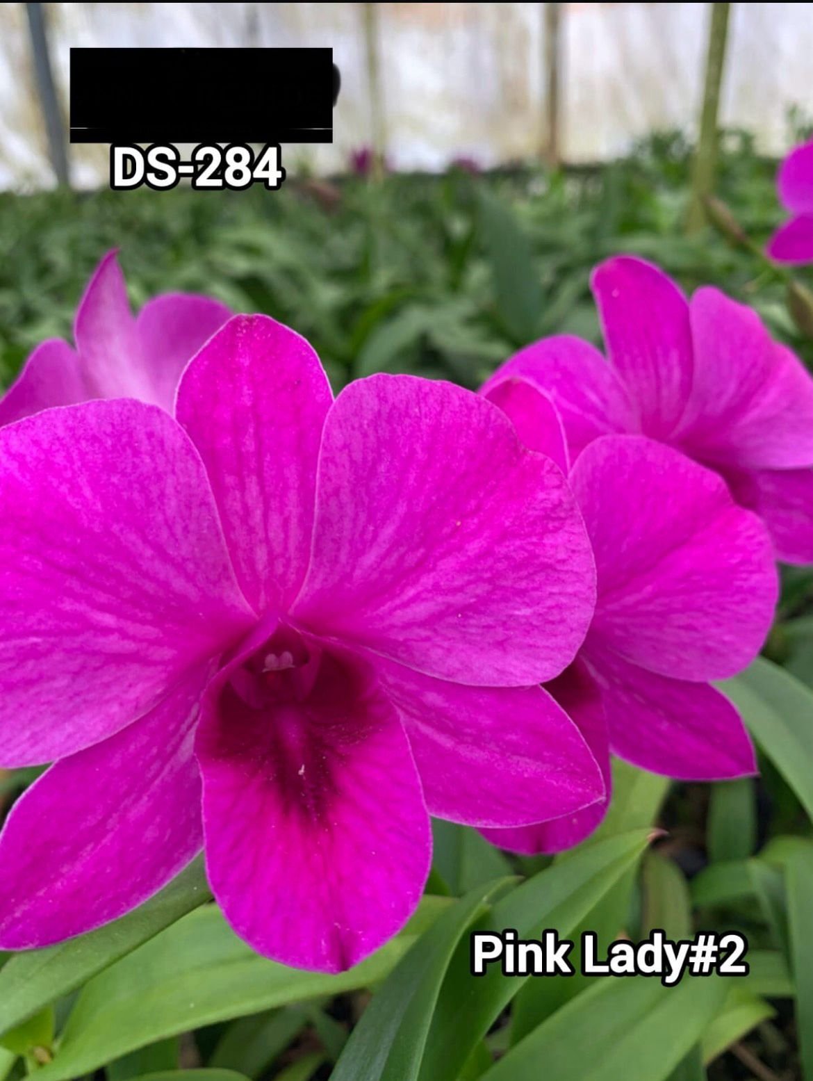 Dendrobium Orchid - DS 284