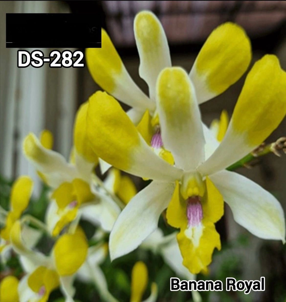 Dendrobium Orchid - DS 282