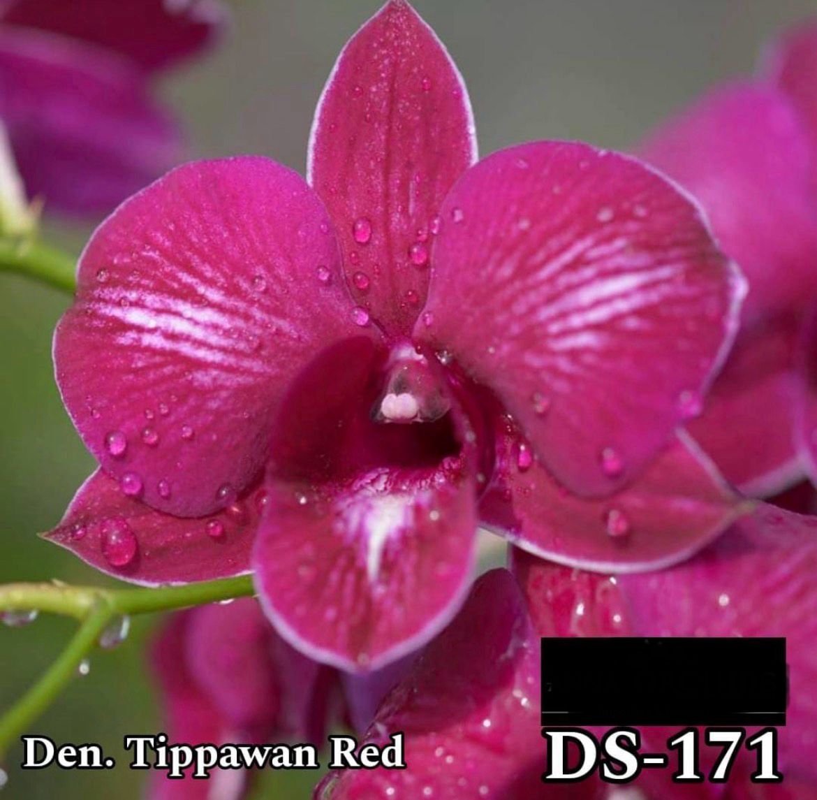 Dendrobium Orchid - DS 171