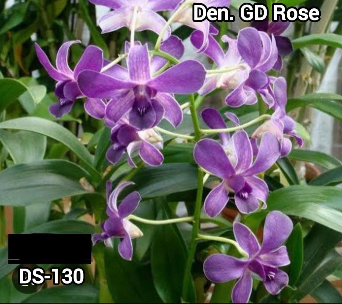 Dendrobium Orchid - DS 130
