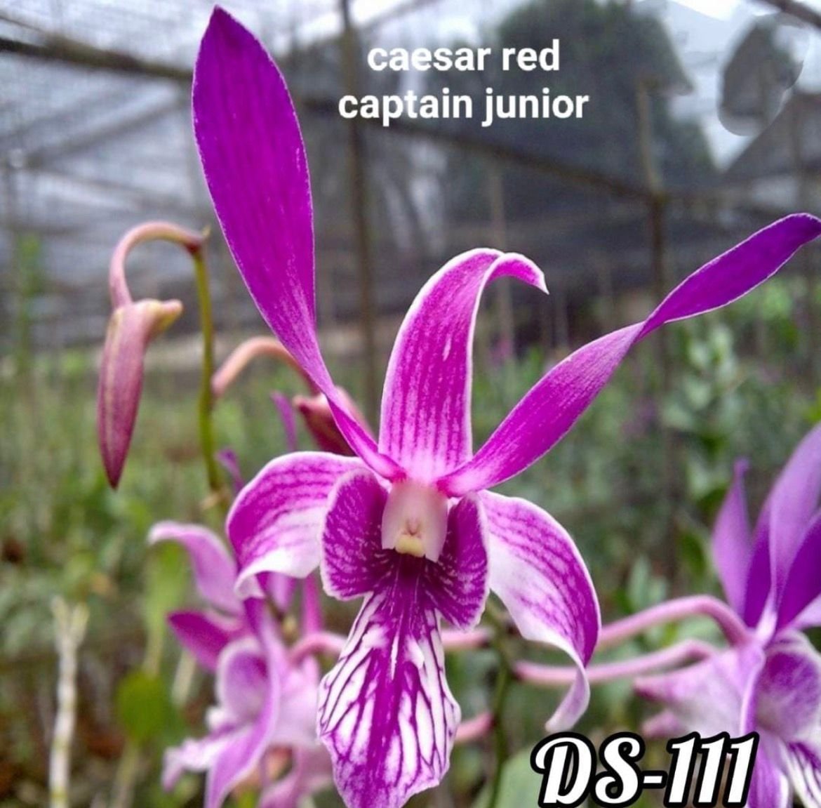 Dendrobium Orchid - DS 111