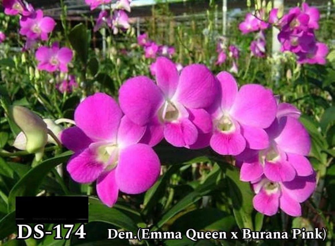 Dendrobium Orchid - DS 174