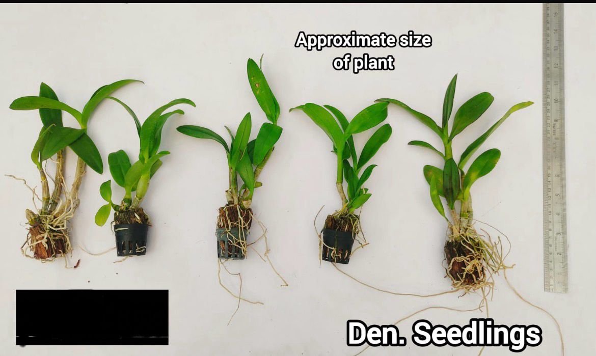 Dendrobium Orchid (black Pearl) - DS 003 - Image 2